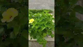 #amazing#yellow#flowers #buhayofw#life#road😍