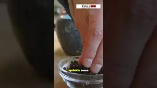 Never See Pigeons Again! 7 Balcony Hacks. #pigeons #balconyhacks #birdcontrol #DIY #shorts