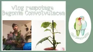 VLOG REMPOTAGE 🌱 BEGONIA CONVOLVULACEA