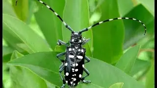 Invasive Species - Asian Longhorn Beetle