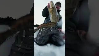 Big Burbot! &lsquo;Tis the season to be ice fishing for eelpout while they&rsquo;re setting up for the spawn!