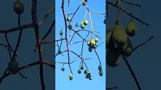 Ceiba silk cotton tree pods Playa del Carmen Mexico tropical Caribbean plant life #kapok #nature