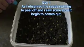 Planting Monggo Seeds | 5 Days Observations #PrincessNathaniaSuello #SaniverSuello