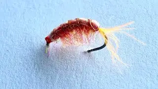 Enkel Gammarus
