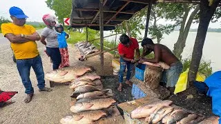 Never Seen! Most Dirty Fish Handling in Sri Lanka Village Fish Market