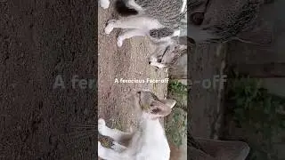 Sibling things #cuteanimal #cutebabycats