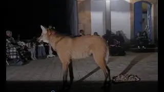Lobo Guar&aacute; e o Cerrado no Santu&aacute;rio do Cara&ccedil;a