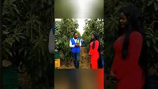 Avocado Farming in Kenya 🇰🇪 | Inside a Large Plantation for Export 🥑🌍 #AvocadoFarmingKenya #Keny
