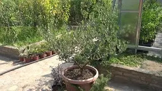 Drvo banane, pomorandže i masline u Bariču