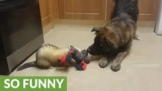 Determined ferret beats big dog in game of tug-of-war