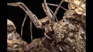 Пауки-сетчатоплеты (Deinopis cornigera) &mdash; обустраиваем жилище!