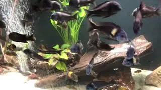 Fluval Aquasky led 2.0 light test.