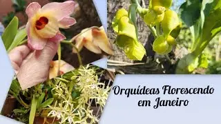Orquídea exótica e outras -Abertas em plena chuva de Janeiro ☔🌷☔#orchids#orquideas#lindasorquideas