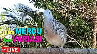 Perkutut Lokal Gacor di alam bebas iramanya BIKIN CEPAT NYAUT SEMUA