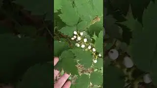 Deep In A 100 Acres Woods.. Beautiful But Toxic Plants ! Can You Guess What It Is? #forest #plants