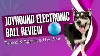 Joyhound Electronic Ball Review (Tested and approved by Bear) 🐶🎾💯