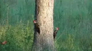 Skin & Bones - Animal Life: Pileated Woodpecker