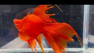 Combo MOLLY - KIẾM - GUPPY Part 13