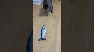 cat fights against fake fish toy #funny