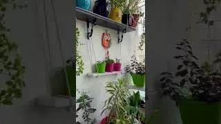 #rooftop #gardening #balcony #balconygarden #plants #potgarden #hobby #decoration #balconylife