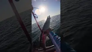 Monster VS ukoma matrix /Penn slammer lll #fishing #fishingmethod #migsfishing 