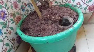 Mera Chhota Sa #garden