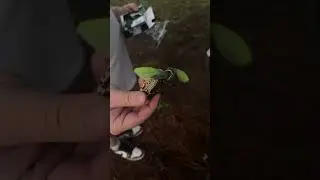 live target frog unboxing 🐸 #unboxing #bass #fishing #bassfishing #innexplicitfishing #lakelife