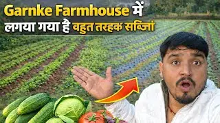 Garnke Farmhouse mein lagaya Gaya bahut sabjiyan🥦🫛 #nayachahavlogs #sabjiyan #garnkeghati #dailyvlog