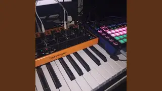 Timbaleo