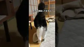 デブ猫とは思えない後ろ姿#シュッとしてる#足長！#白黒猫#アシンメトリー