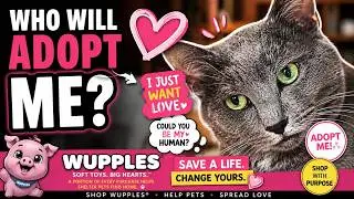 Maine Coon Adoption Near Me&mdash;But I WASN'T Ready&hellip; 😻 #wupples 19