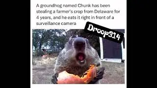 Hilarious Animal Voiceovers That Will Make Your Day! #AnimalComedy #VoiceoverFun #Droop314Laughs