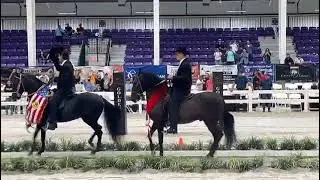 BARBA ROJA & FUGAZ DEL BOSQUE #pasofinohorse #pasofino #pfha
