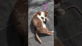 チョコ晴れの日☀️日向ぼっこ✨あったかいにゃ　#猫 #catlover #cat