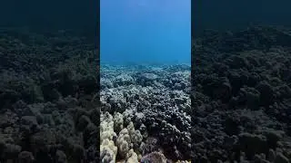 Gliding Over Paradise: Turtle&rsquo;s Journey Across A Maui Reef #MauiDiving #ScubaShorts #OceanLife