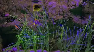 Deep Sleep | Calming Fish Tank Ambience | Brook & Stream Sound | No Music | Relaxing White Noise