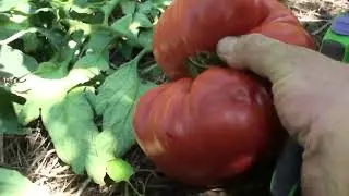 Помідори гіганти