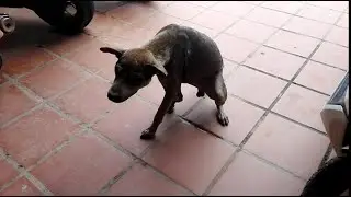 MUST WATCH!!! POOR SKINNY OLD DOG