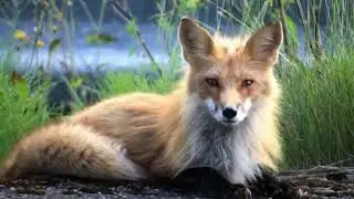 Fox abilities+personality subliminal