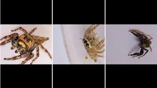 ''My pet jumping spiders collection''!  #jumpingspider #petspider #viralshorts