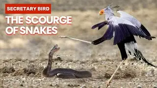 The Deadly Snake Hunter of Africa &ndash; Meet the Mighty Secretary Bird