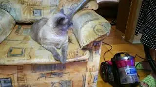 Tomcat - кот и пылесос Best Funny Cats Videos  Funny cats