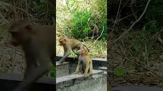 Best video of baby monkey action, Great life of monkeys. #monkeymonkey #cuteanimal #animals