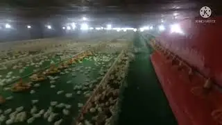 Tunnel Ventalated Building for Broiler Chicken [45 days chicken]