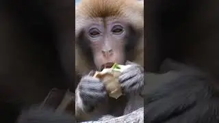 খাবার পেলে বানর থাবা দিয়ে নিয়ে যায় | Monkey | Animal Short Video | Arman Vlog 24