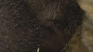 Punxsutawney Phil surprises, starts family with 2 baby groundhogs