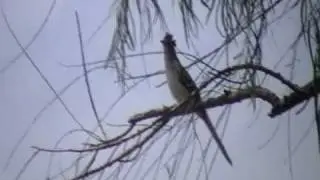 pajaro crespin cantando