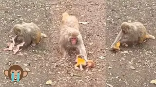 The mother monkey dragged the baby monkey away, the baby monkey was in pain and gradually exhausted.