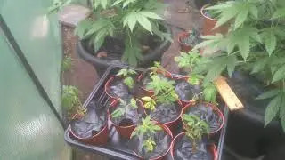 Cannabis grow UK