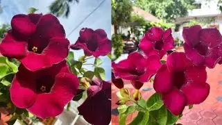 5 Variety Allamanda flowers || Allamanda Plant Types | Red Allamanda very rare color plant,